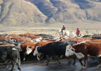 Arreo Vacas