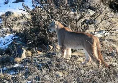 Puma en Torres del Paine