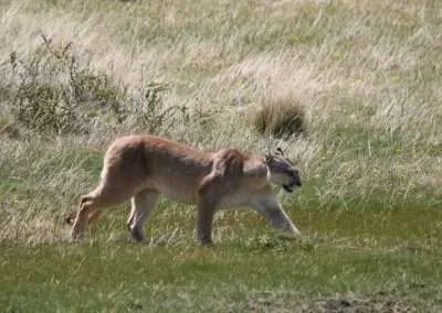 Safari en Torres del Paine “Buscando al Puma”