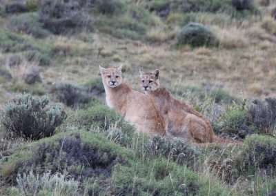 Safari en Torres del Paine “Buscando al Puma”