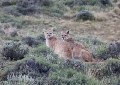Safari en Torres del Paine “Buscando al Puma”