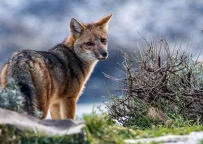 Safari en Torres del Paine “Buscando al Puma”