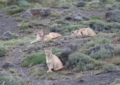 Safari en Torres del Paine “Buscando al Puma”