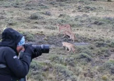 Safari en Torres del Paine “Buscando al Puma”
